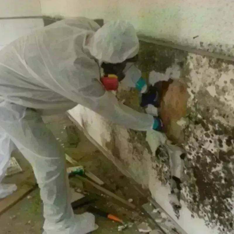 Mold Remediation and Removal in Versailles, OH